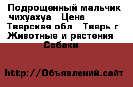 Подрощенный мальчик чихуахуа › Цена ­ 3 000 - Тверская обл., Тверь г. Животные и растения » Собаки   